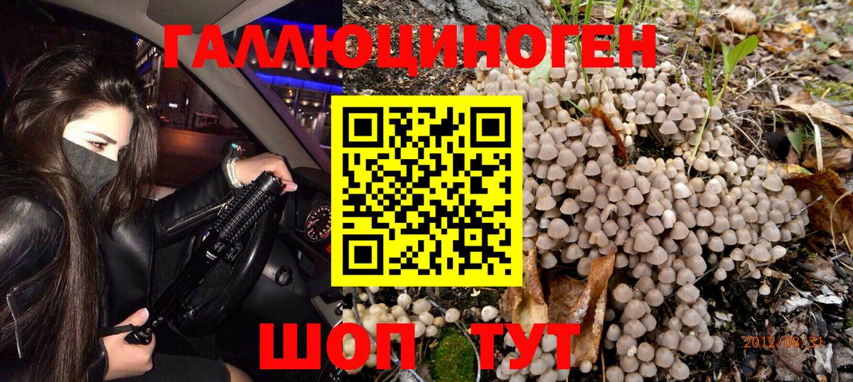 Галлюциногенные грибы Psilocybe  цена   Курчалой  Вход с VPN  Псилоцибиновые грибы мицелий 
